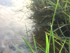 Pseudagrion indicum