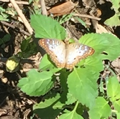 Anartia jatrophae