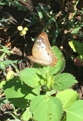 Anartia jatrophae