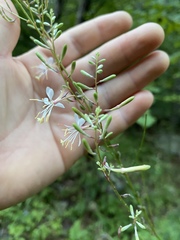 Oenothera filipes
