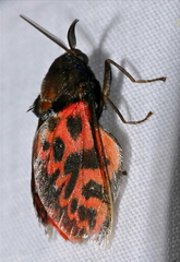 Edebessa bicolor