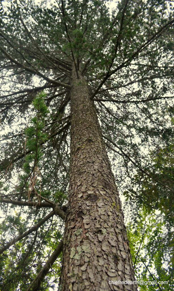 Cedars