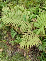 Matteuccia struthiopteris