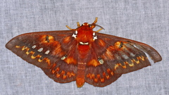 Procitheronia vanschaycki