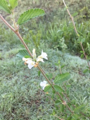 Lippia graveolens