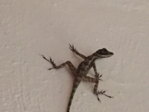 Anolis lucius