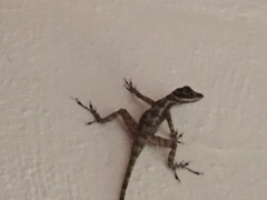 Anolis lucius