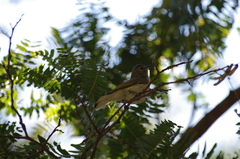 Prodotiscus zambesiae