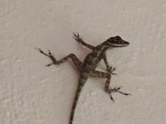 Anolis lucius