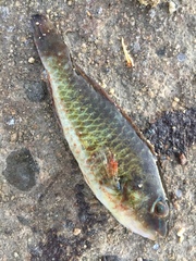 Labridae