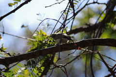 Prodotiscus zambesiae