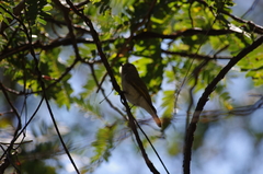 Prodotiscus zambesiae