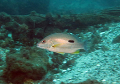 Lutjanus russellii
