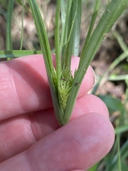 Cyperus echinatus