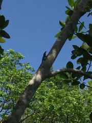 Anolis allisoni