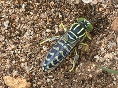 Stictia signata