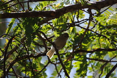 Prodotiscus zambesiae