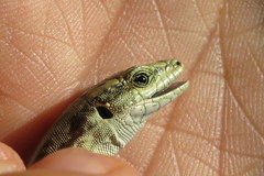 Anatololacerta pelasgiana