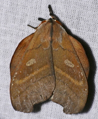 Hyperchiria aniris