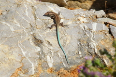 Anatololacerta pelasgiana