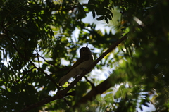 Prodotiscus zambesiae