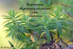 Hypericum revolutum revolutum