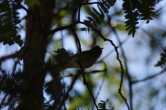 Prodotiscus zambesiae