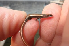 Ablepharus kitaibelii