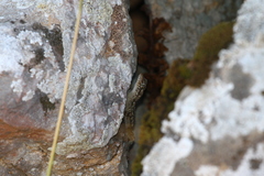 Mediodactylus oertzeni