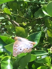 Anartia jatrophae