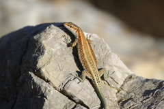 Anatololacerta pelasgiana