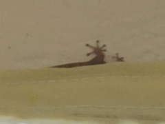 Sphaerodactylus