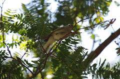 Prodotiscus zambesiae