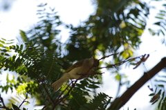 Prodotiscus zambesiae