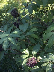 Sambucus racemosa melanocarpa
