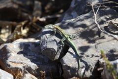 Anatololacerta pelasgiana