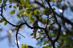 Prodotiscus zambesiae