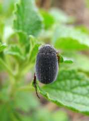 Maladera holosericea