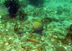 Acanthurus dussumieri