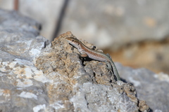 Anatololacerta pelasgiana