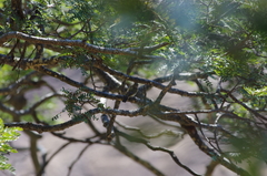 Prodotiscus zambesiae