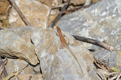 Anatololacerta pelasgiana