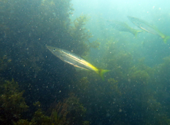 Dinolestes lewini