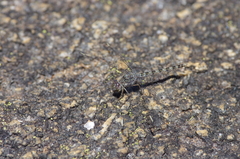 Crocothemis saxicolor