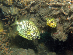 Cleidopus gloriamaris