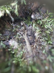 Dictyocatenulata alba