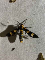 Phoenicoprocta hampsonii