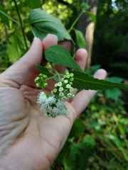 Ageratina altissima