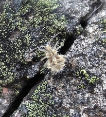 Phyllomorpha laciniata