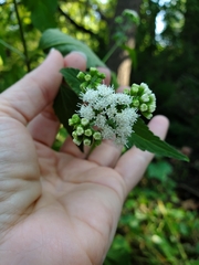 Ageratina altissima